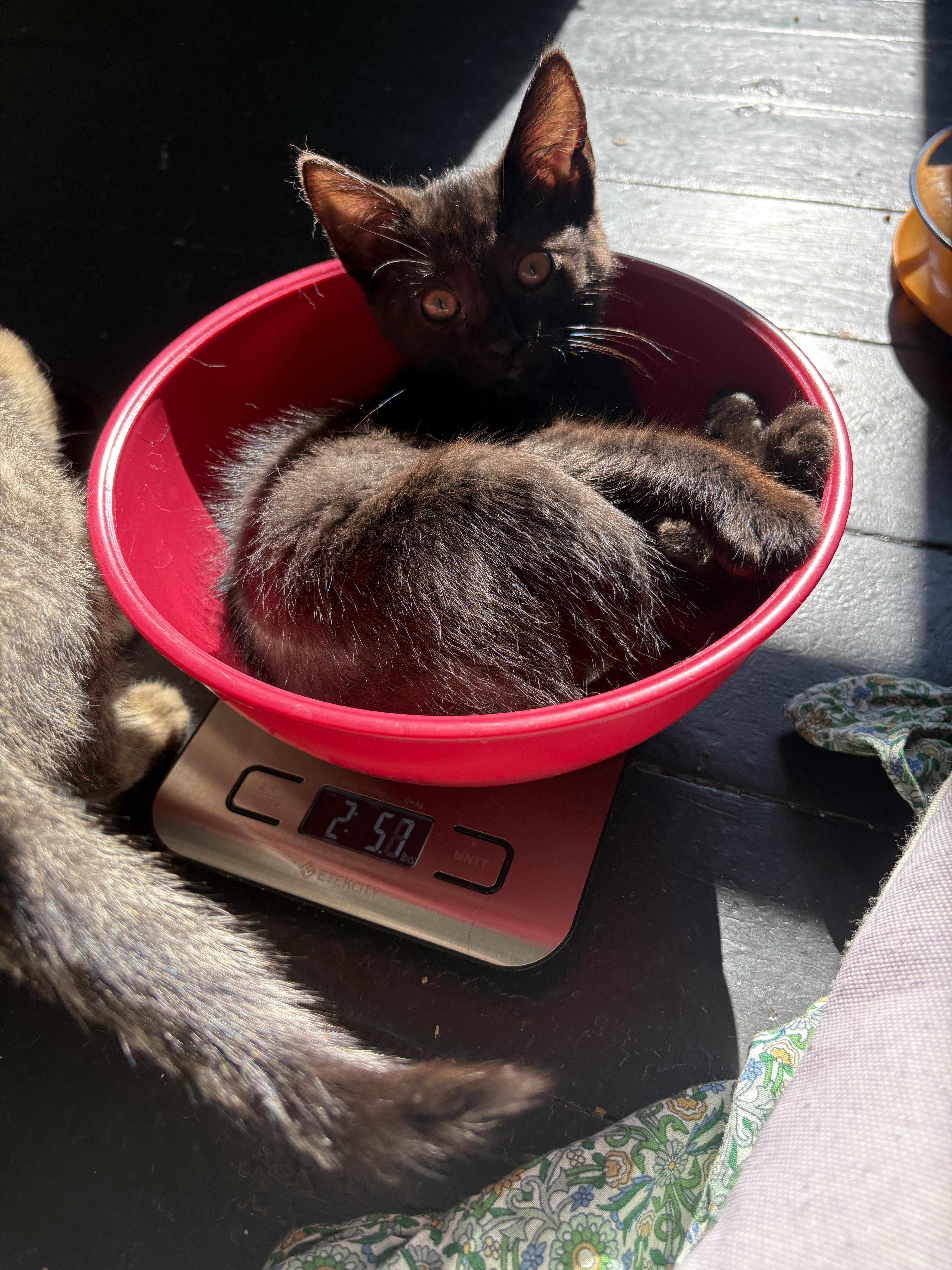 Gladys thumbnail 2