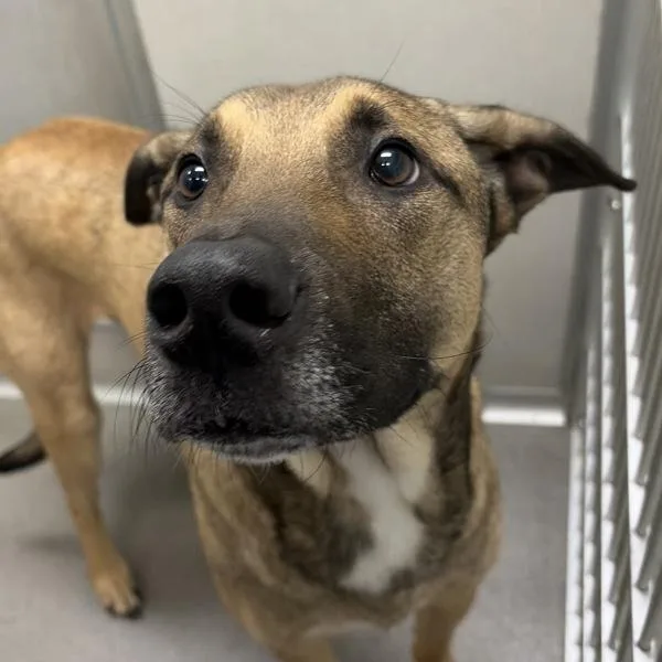 An adult large-sized male Shepherd dog named Finn for adoption in Des Moines, IA