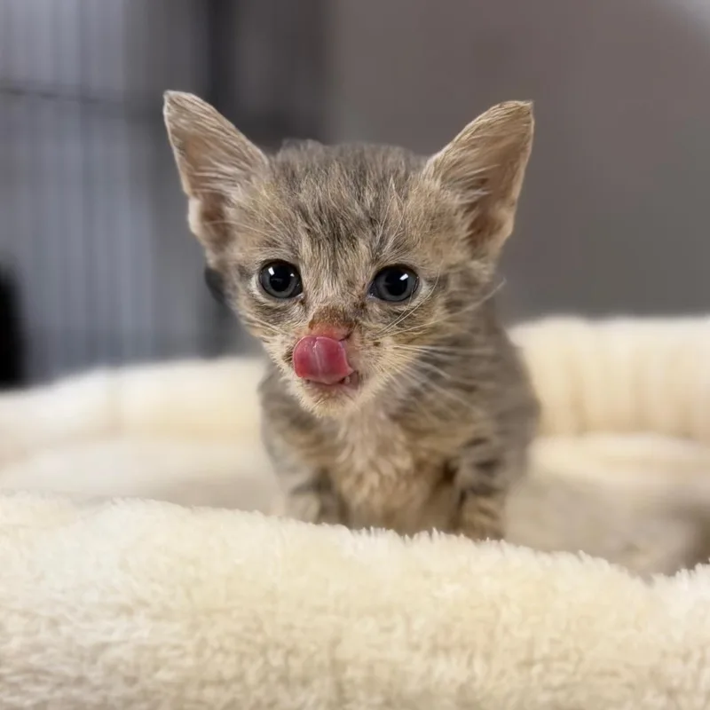 A baby small-sized male Gray / Blue / Silver Domestic Short Hair cat named Pear for adoption in Fort Smith, AR