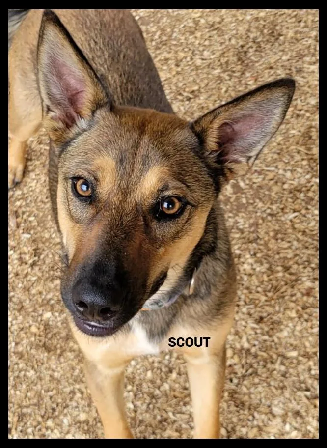 A young medium-sized male Shepherd dog named Scout for adoption in Granbury, TX