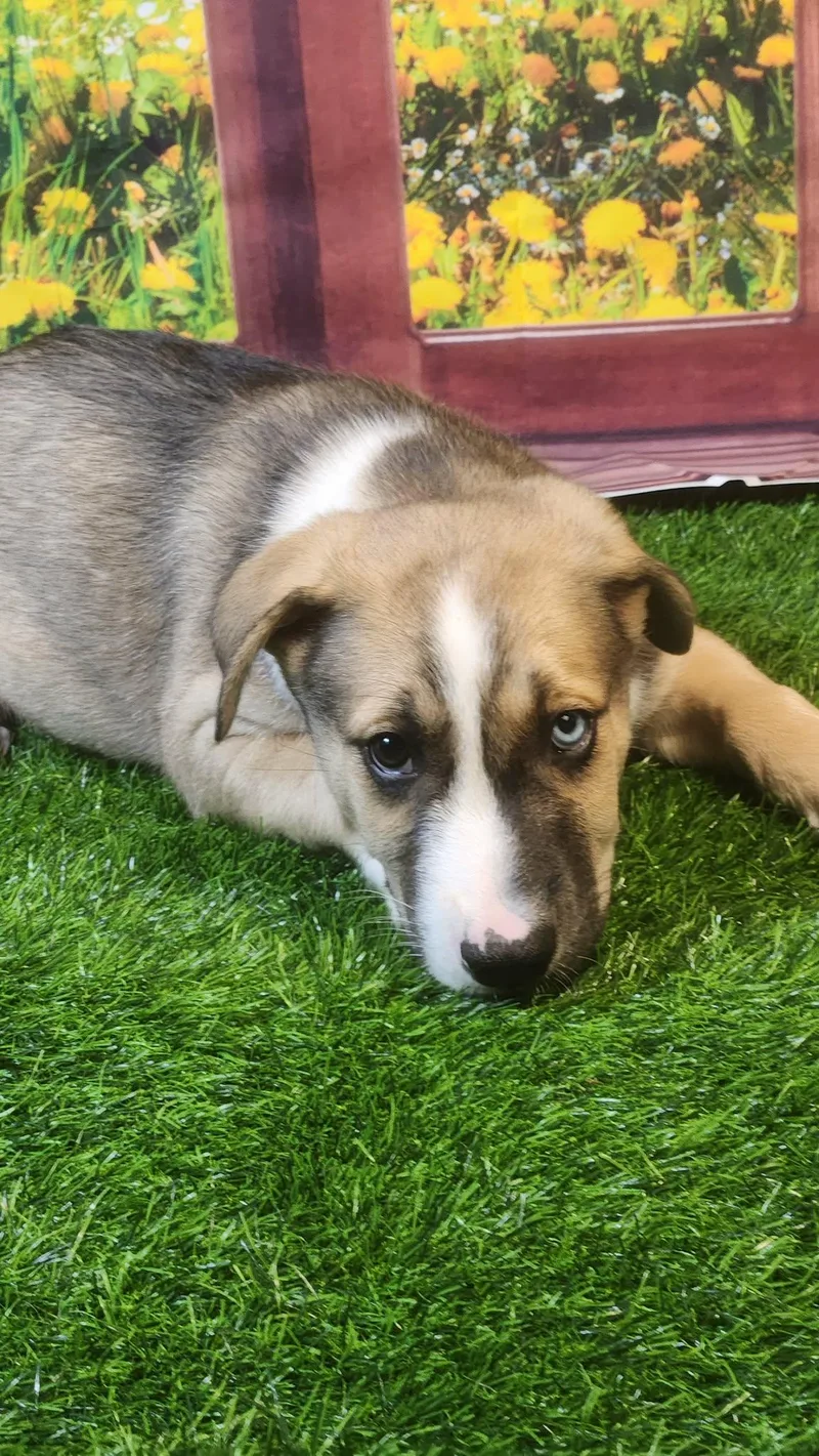 Oakley Dg thumbnail 2