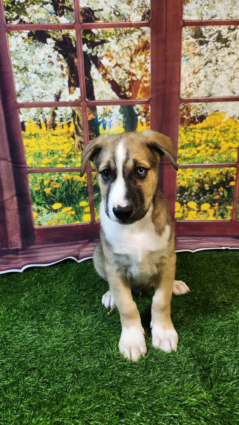 Oakley Dg thumbnail 3