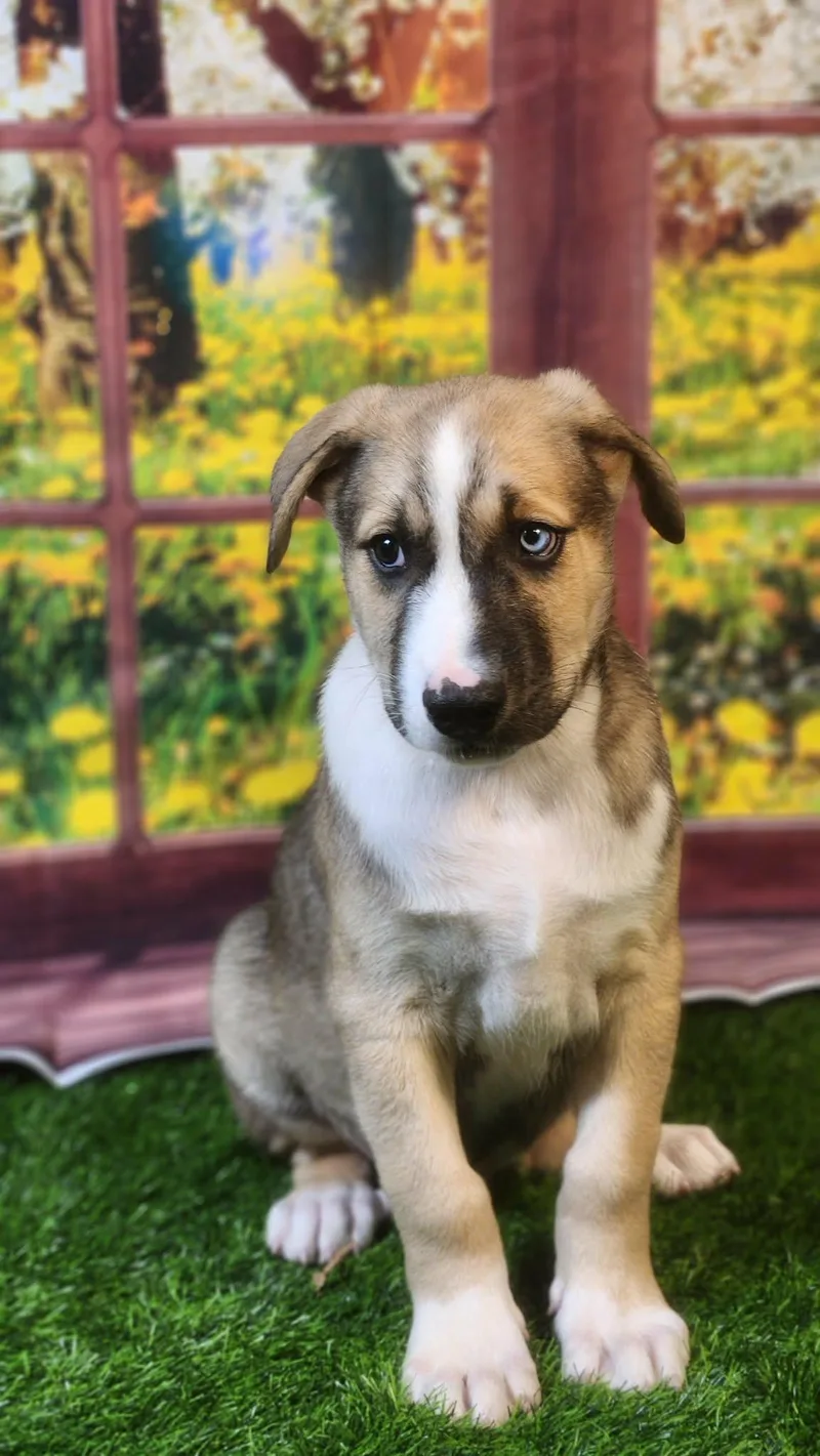 Oakley Dg thumbnail 4