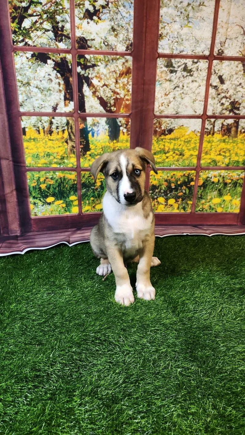 Oakley Dg thumbnail 5