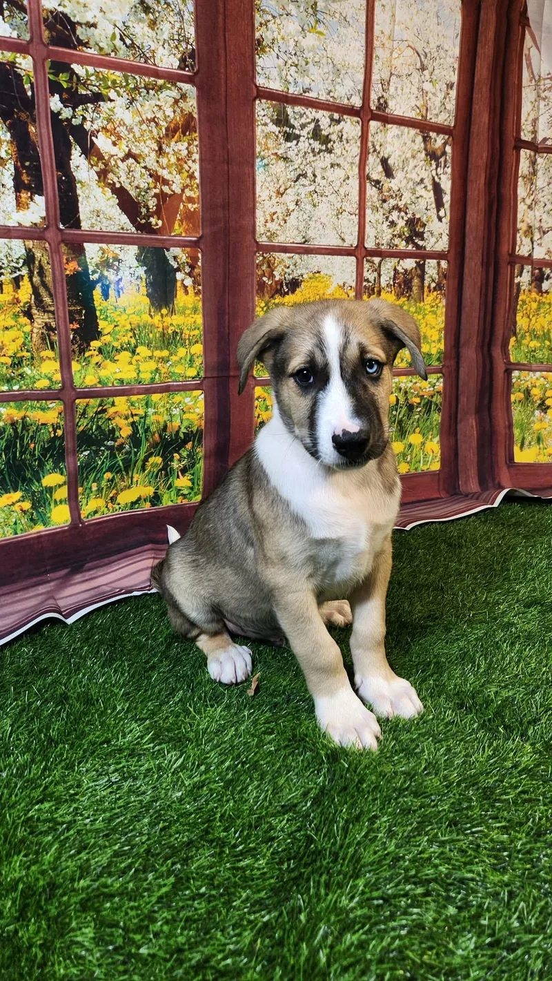 Oakley Dg thumbnail 6