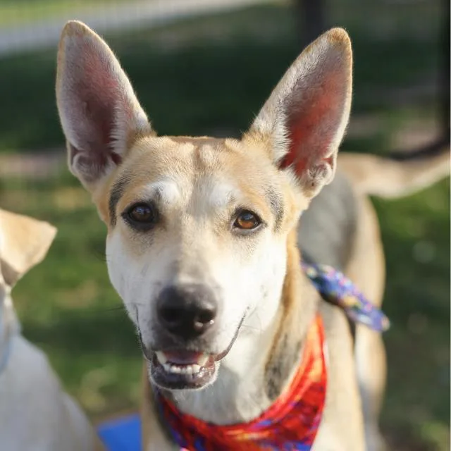 A young medium-sized female Shepherd dog named Roxy for adoption in San Antonio, TX
