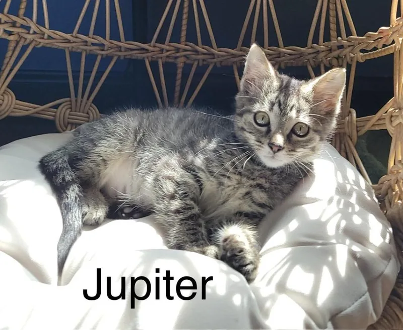 Jupiter thumbnail 2