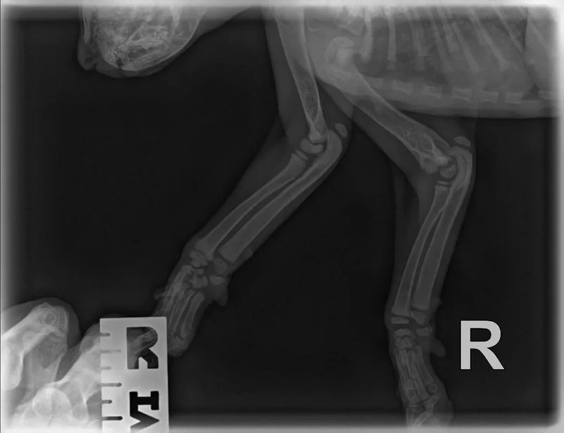 Jupiter thumbnail 4