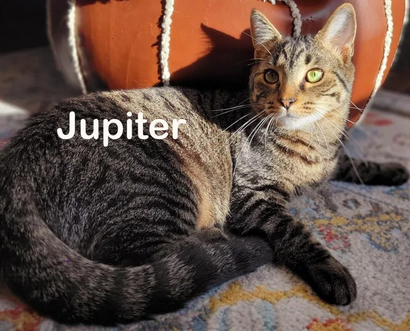 Jupiter thumbnail 6