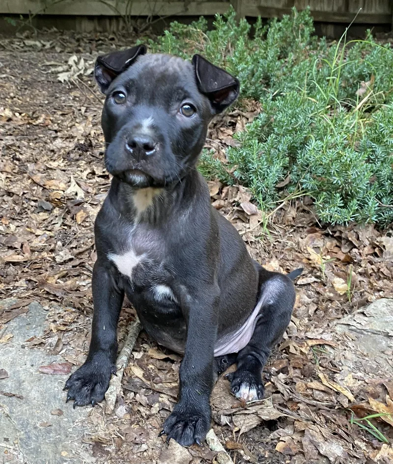 A baby medium-sized female Black Labrador Retriever dog named Angel for adoption in Kannapolis, NC