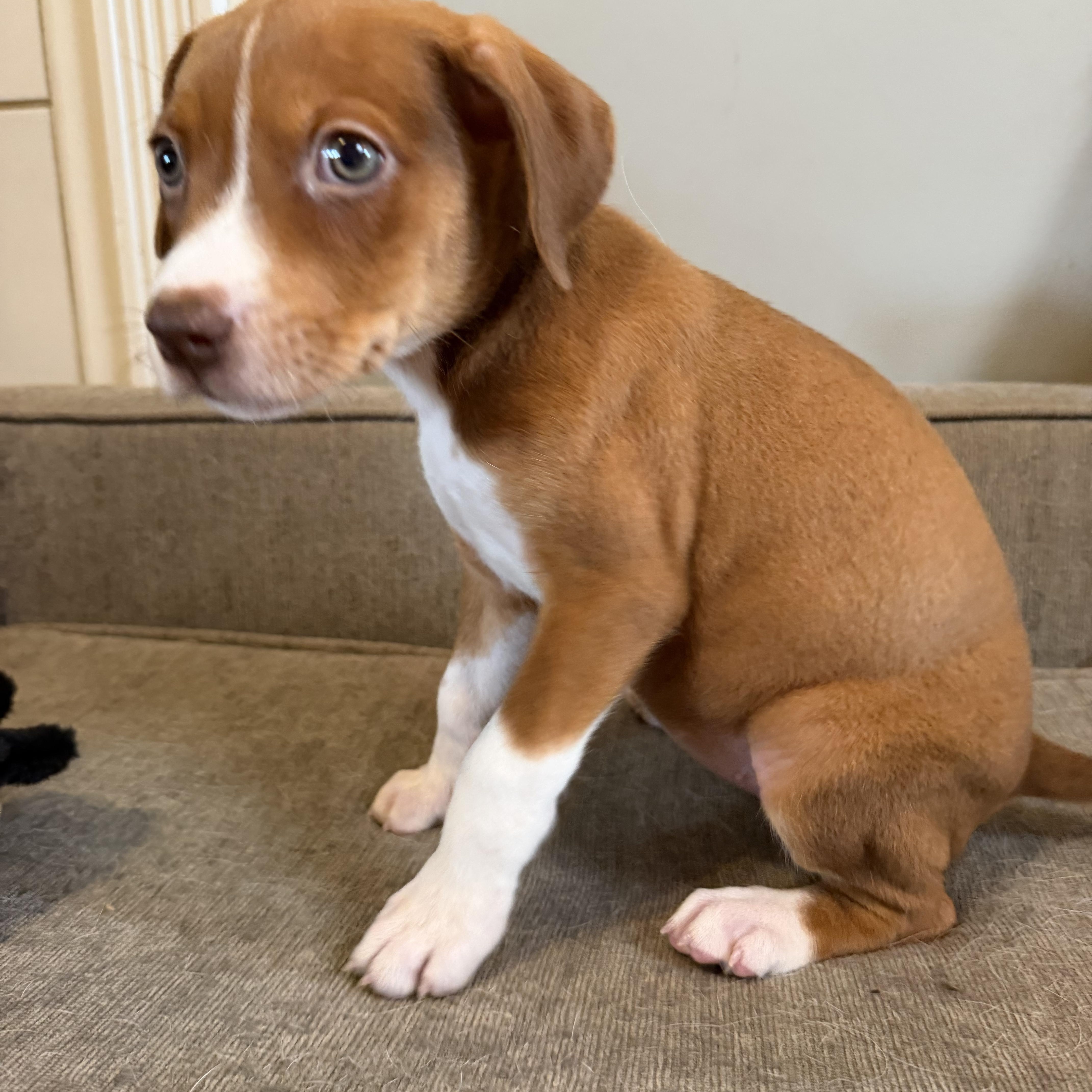 A young medium-sized female Brown / Chocolate Hound dog named Filet for adoption in Grafton, MA