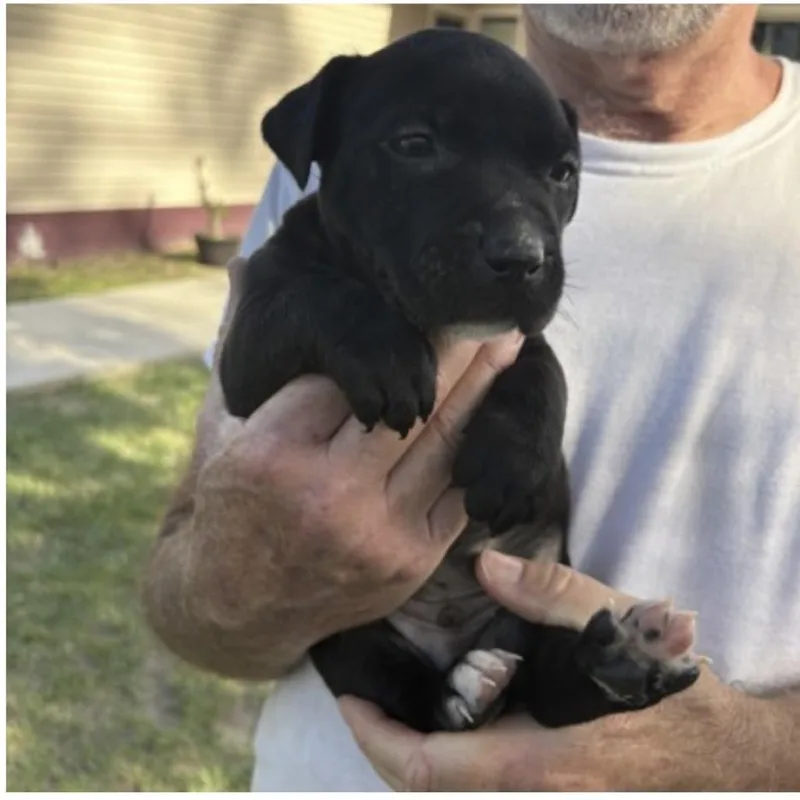 A baby medium-sized male Black Terrier dog named Tux for adoption in Morriston, FL