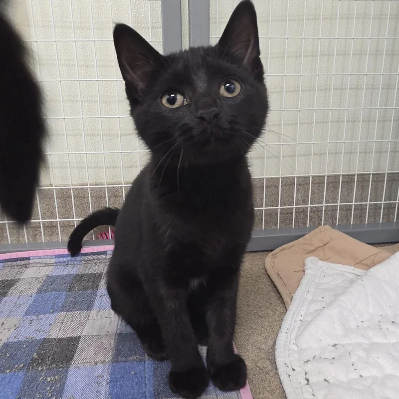A baby small-sized female Black Domestic Short Hair cat named Sabrina Marie for adoption in Oshkosh, WI