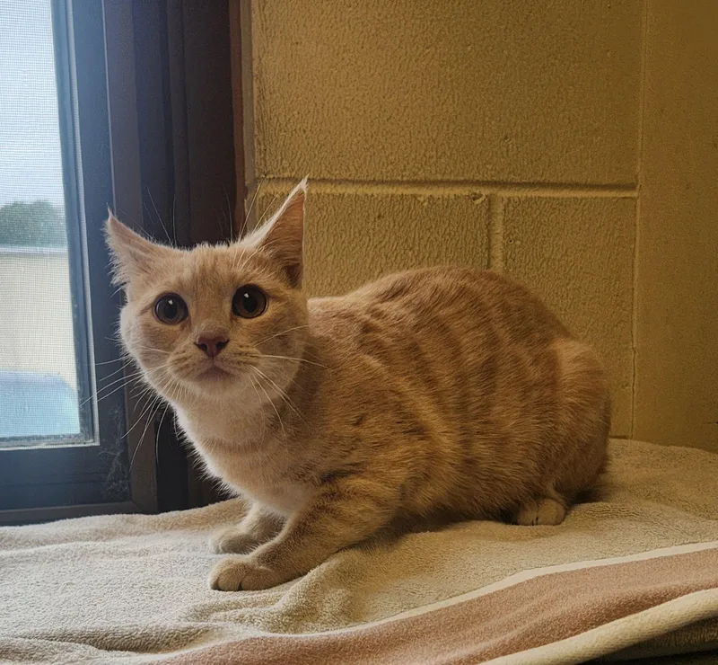 A baby medium-sized female Tabby (Buff / Tan / Fawn) Domestic Short Hair cat named Marigold for adoption in Clayton, NJ