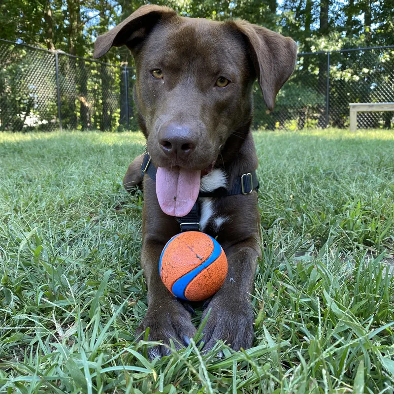 A young medium-sized male Labrador Retriever dog named Gunnar for adoption in Hollis, NH