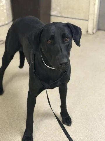 A young large-sized female Labrador Retriever dog named Winnie for adoption in Riverside, CA