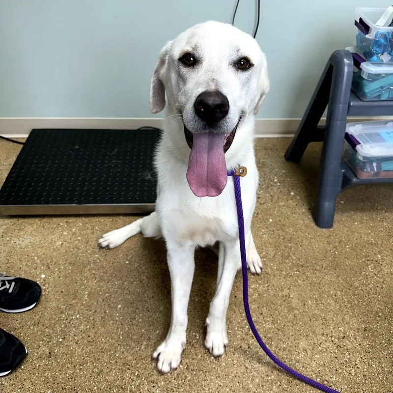 An adult large-sized male White / Cream Labrador Retriever dog named Appa for adoption in Skokie, IL