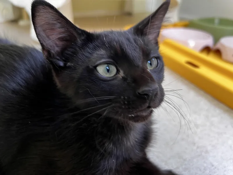 A baby medium-sized male Black Domestic Short Hair cat named Yamaha for adoption in Beltsville, MD