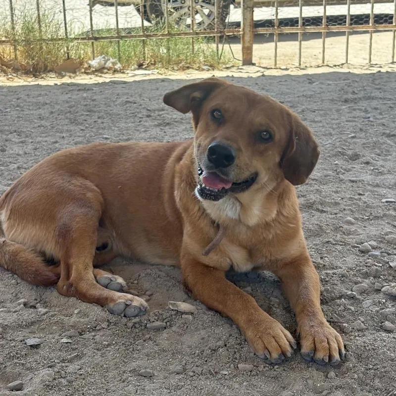 A baby small-sized male Yellow / Tan / Blond / Fawn Yellow Labrador Retriever dog named Oso for adoption in San Diego, CA