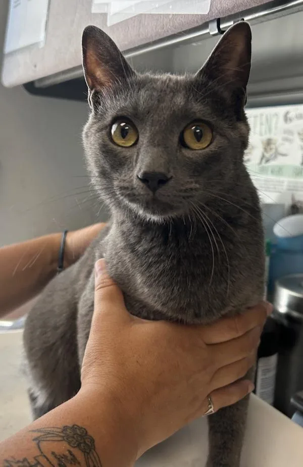 A young medium-sized female Domestic Short Hair cat named Ursa for adoption in Salt Lake City, UT