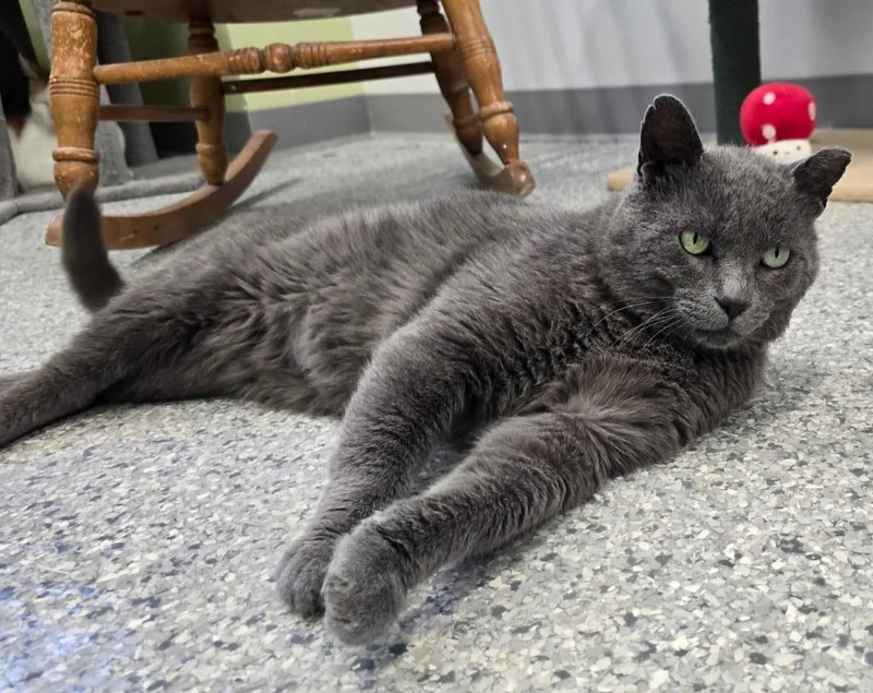 An adult medium-sized male Domestic Short Hair cat named Sevrin for adoption in Auburn, IN