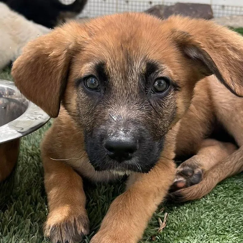 A baby medium-sized male Brown / Chocolate Shepherd dog named Shepherd Mix Boy for adoption in Agua Dulce, CA