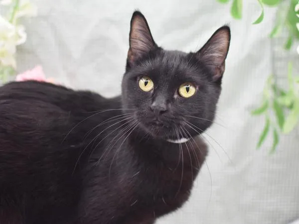 A young medium-sized female Domestic Short Hair cat named Binky for adoption in Portland, OR