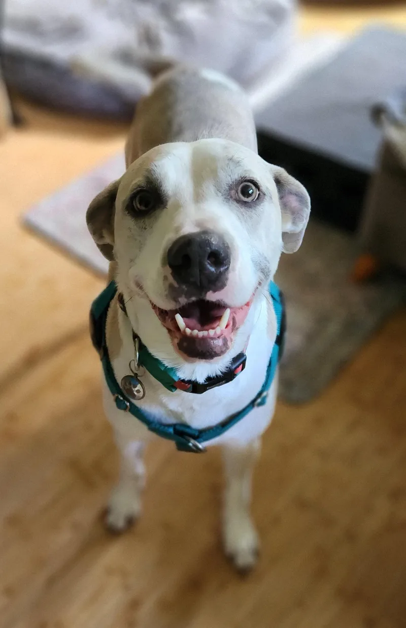 Precious thumbnail 4