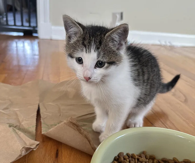 A baby medium-sized male Domestic Short Hair cat named Mcintosh for adoption in Naugatuck, CT