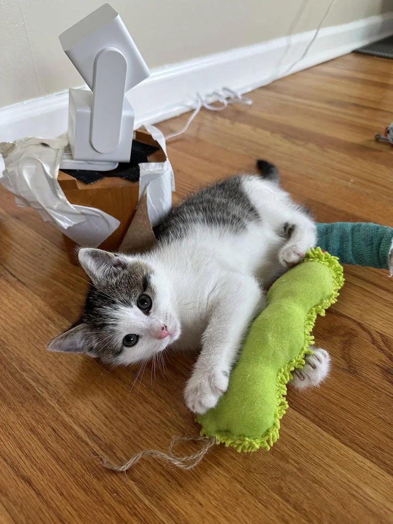 Mcintosh thumbnail 2