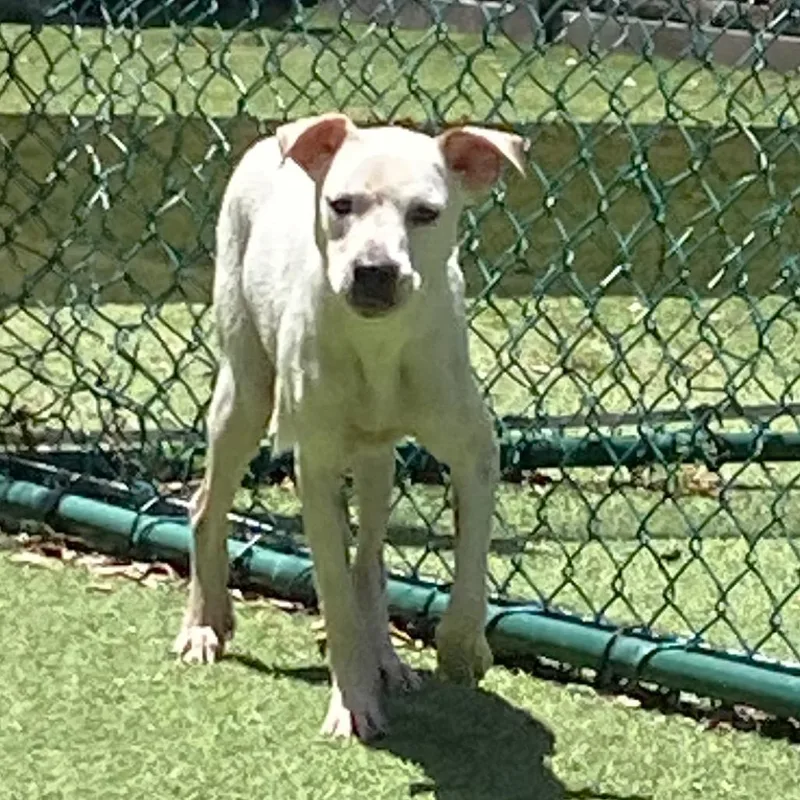 An adult medium-sized female White / Cream American Bulldog dog named Rebel for adoption in LOXAHATCHEE, FL
