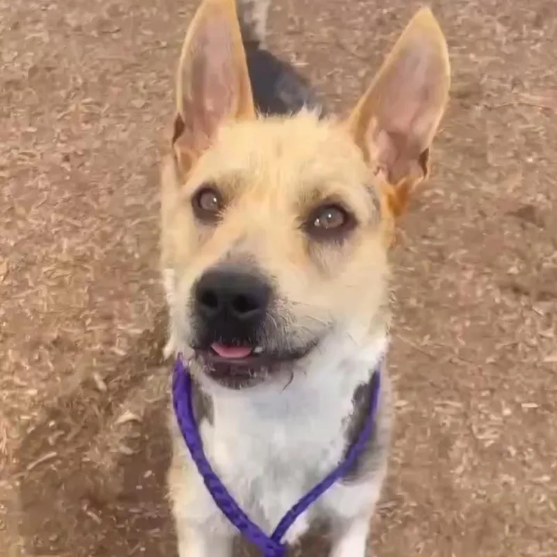 A young medium-sized female Apricot / Beige Parson Russell Terrier dog named Brook for adoption in San Diego, CA
