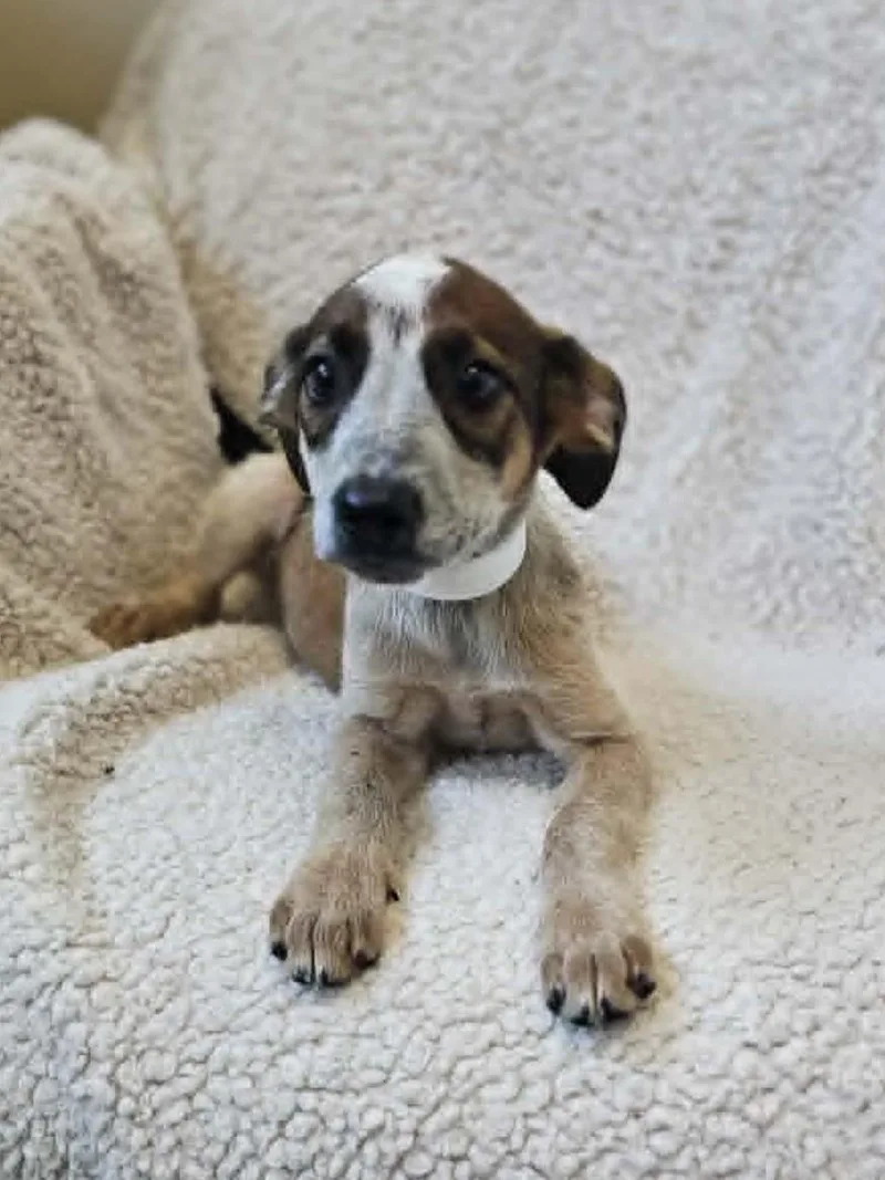 An adult medium-sized female Black Mouth Cur dog named Artemis for adoption in Rockwall, TX