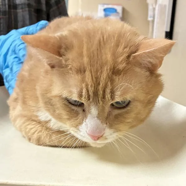 A senior large-sized male Domestic Short Hair cat named Pool Noodle for adoption in Troutdale, OR