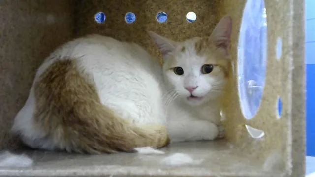 A young large-sized male Domestic Short Hair cat named Gator for adoption in Albuquerque, NM