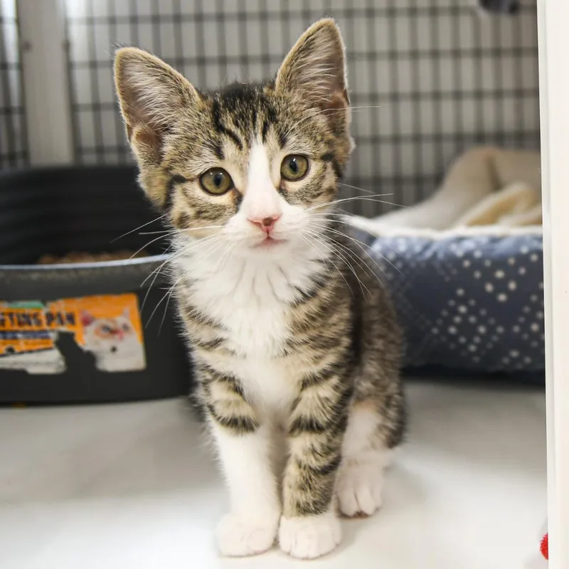 A baby small-sized female Domestic Short Hair cat named Fawn for adoption in Ewing, NJ
