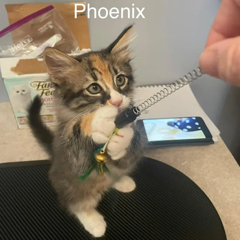 Pheonix