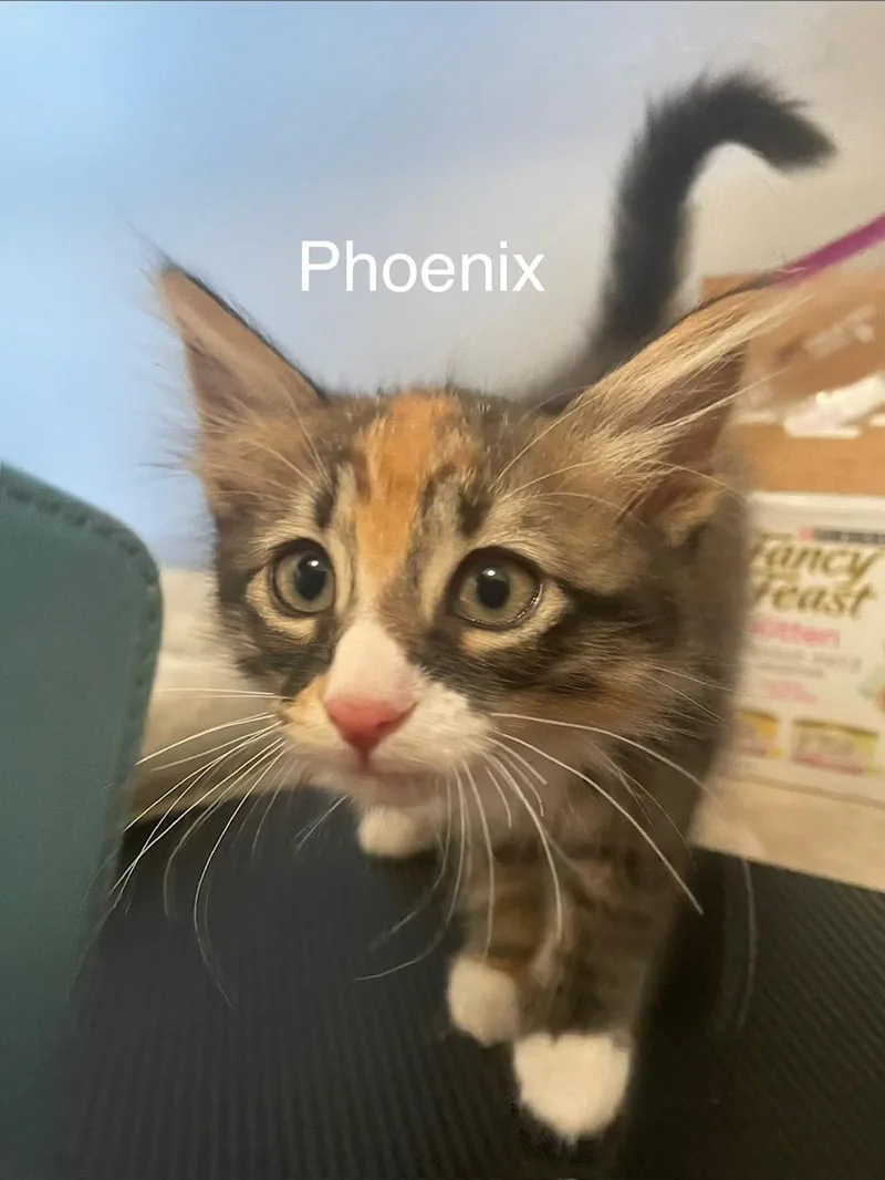 Pheonix thumbnail 2