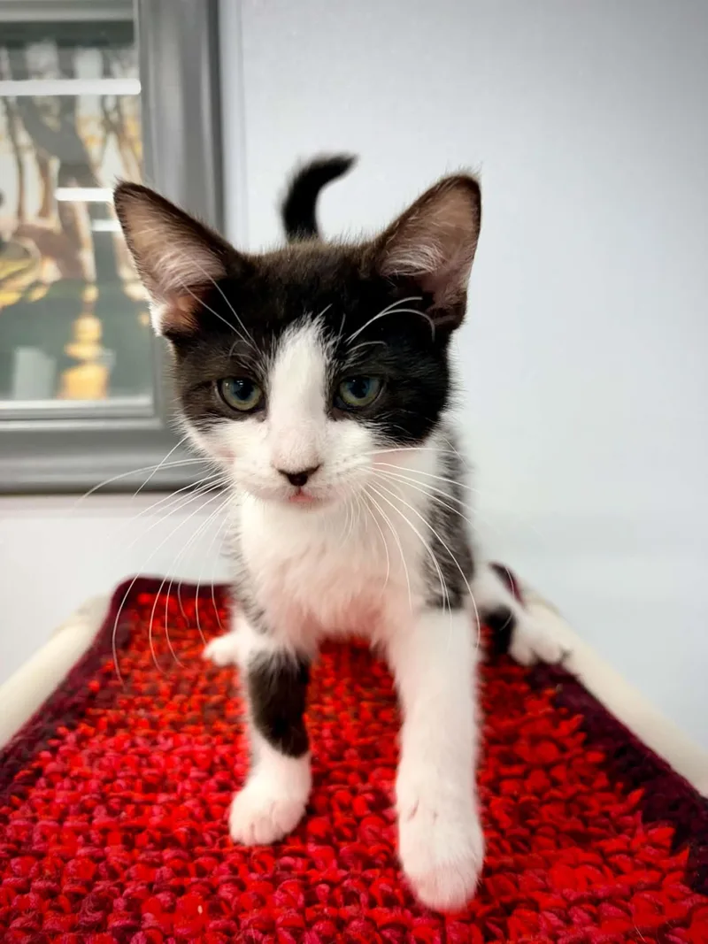 A baby small-sized male Black & White / Tuxedo Domestic Short Hair cat named Alvin for adoption in Kalamazoo, MI