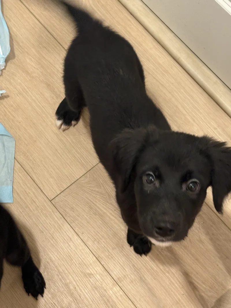 A baby small-sized male Border Collie dog named Tucker for adoption in Discovery Bay, CA