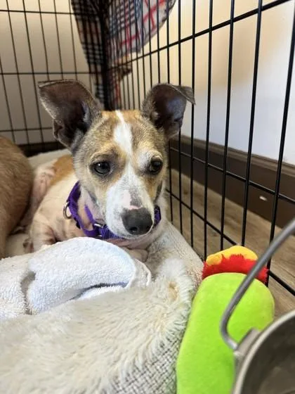 A young small-sized female Chihuahua dog named Bella for adoption in Palm Coast, FL