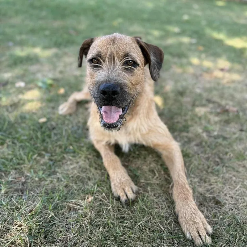 An adult medium-sized male Golden Border Terrier dog named Joe for adoption in Monticello, IA