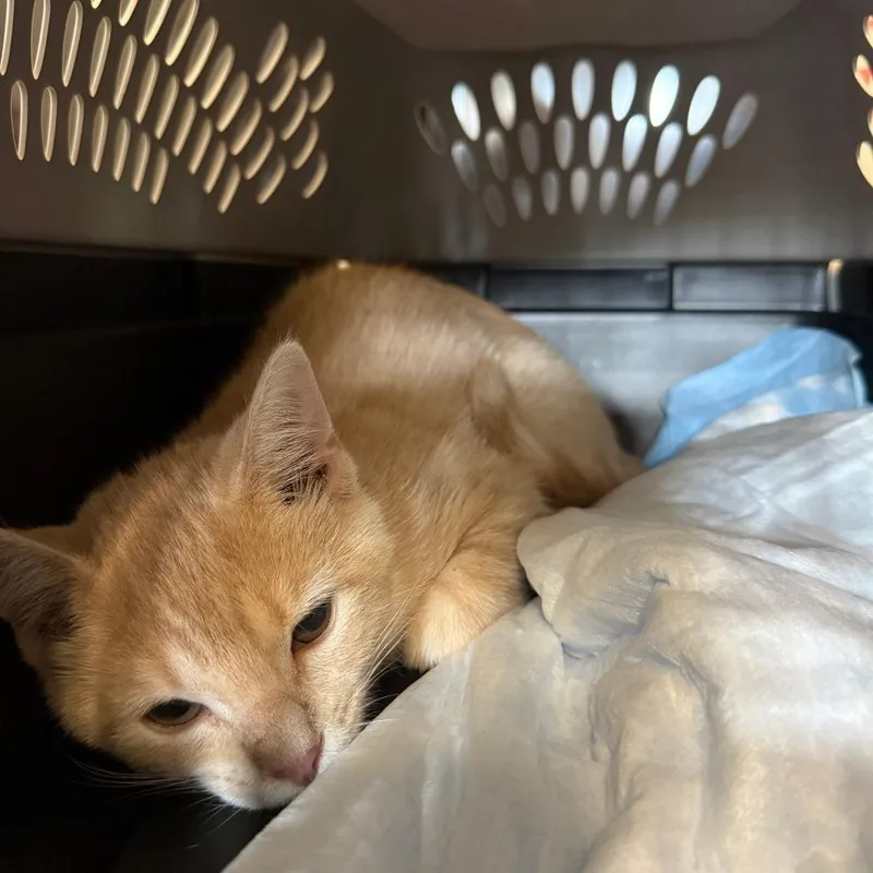 A baby small-sized male Orange / Red Domestic Short Hair cat named Dreamsicle Harley for adoption in Woodstock, VA