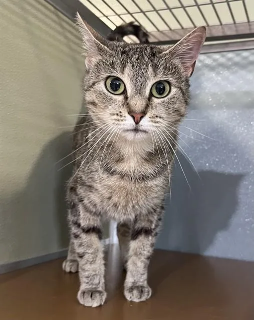 An adult small-sized female Domestic Short Hair cat named Onion for adoption in Westminster, MD