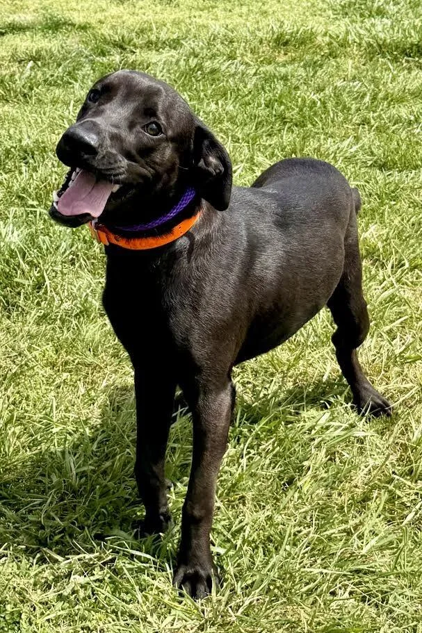 A young medium-sized male Black Mixed Breed dog named Oso for adoption in Maryville, TN
