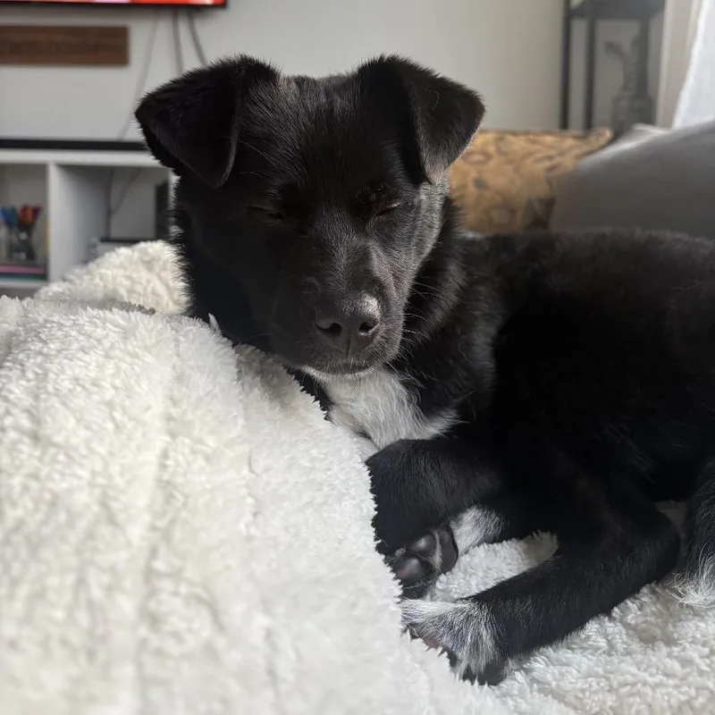 A baby small-sized male Black Chihuahua dog named Reese for adoption in Bellingham, WA