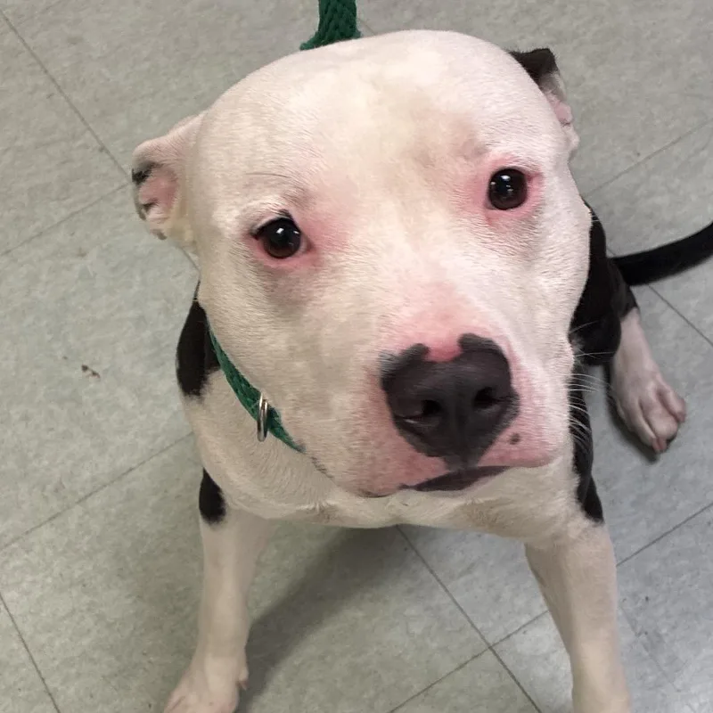 A young medium-sized male White / Cream Mixed Breed dog named Pepperoni roll for adoption in Philadelphia, PA