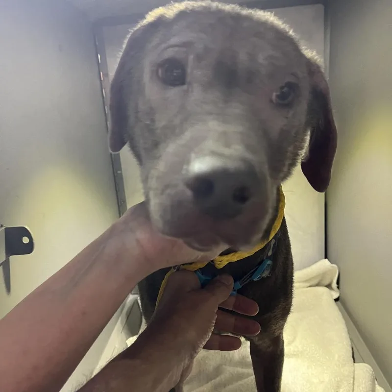 A senior large-sized male Gray / Blue / Silver Labrador Retriever dog named Korr for adoption in Greensboro, NC