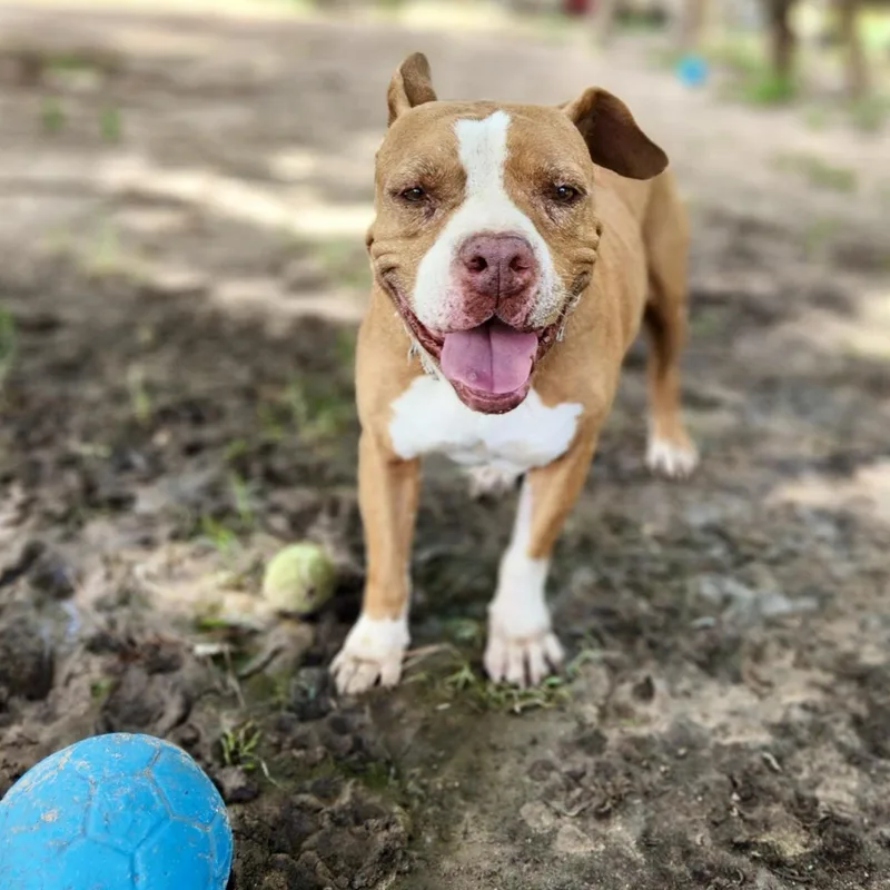 An adult medium-sized male Brown / Chocolate American Staffordshire Terrier dog named Tyson for adoption in Kingwood, TX