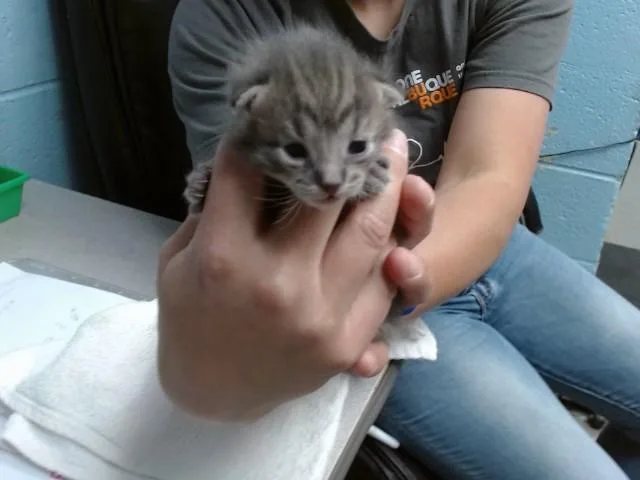A baby small-sized male Domestic Short Hair cat named Alfred for adoption in Albuquerque, NM